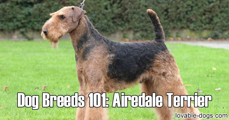 airedale terrier dogs 101