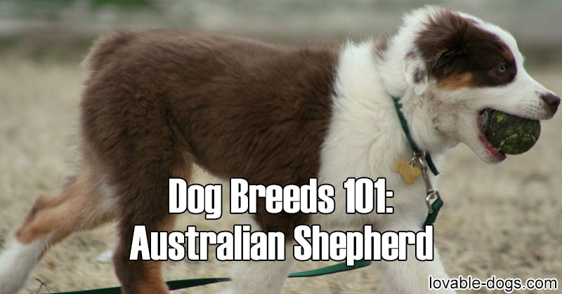 Lovable Dogs Dog Breeds 101: Australian Shepherd - Lovable Dogs