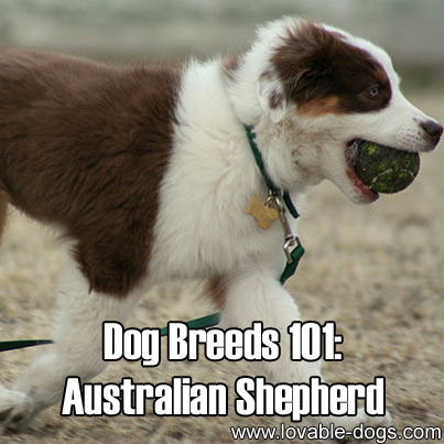 Lovable Dogs » Dog Breeds 101: Australian Shepherd!