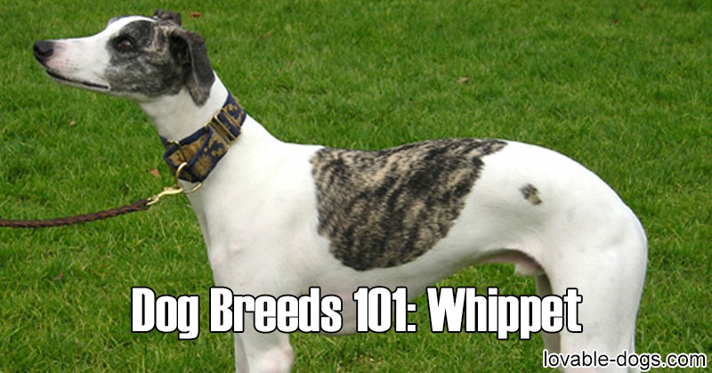 Lovable Dogs Dog Breeds 101: Whippet - Lovable Dogs