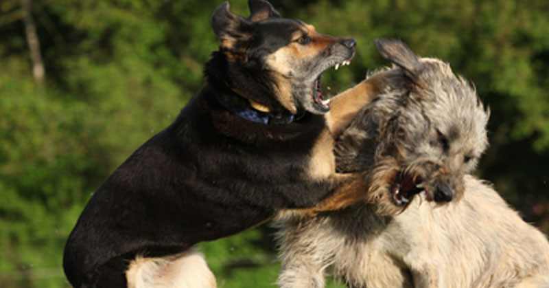 lovable-dogs-how-to-stop-your-dogs-fighting-with-each-other-lovable-dogs