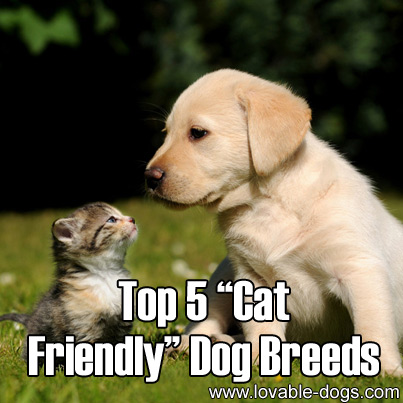 cat friendly dog breeds