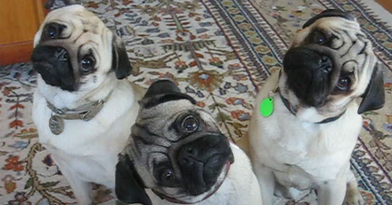 Lovable Dogs VIDEO: The Famous Pug Head Tilt - Lovable Dogs