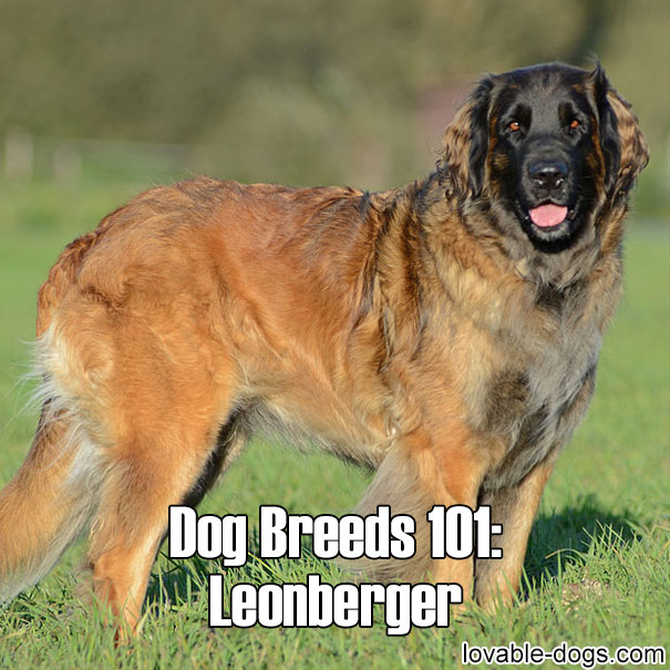dogs 101 leonberger