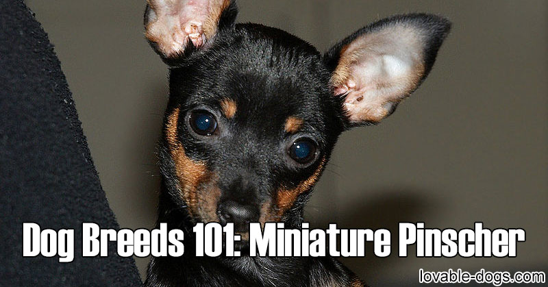 dogs 101 miniature pinscher