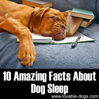 10 Amazing Facts About Dog Sleep