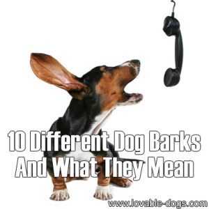 Lovable Dogs 10 Different Dog Barks And What They Mean - Lovable Dogs