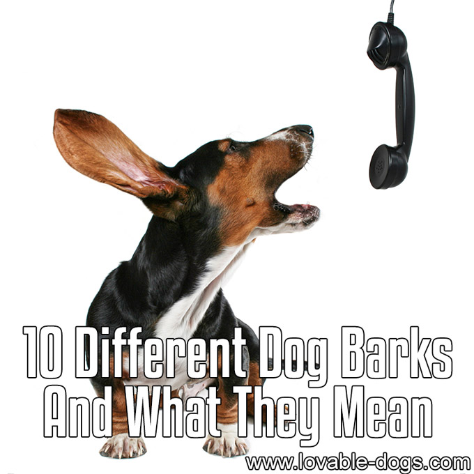 10 Different Dog Barks And What They Mean - WP