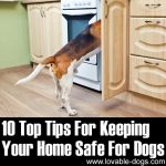 10 Tips On How To Keep Your Home Safe For Dogs