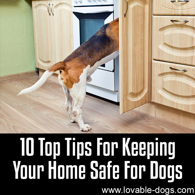 10 Tips For Keeping Your Home Safe For Dogs - WP