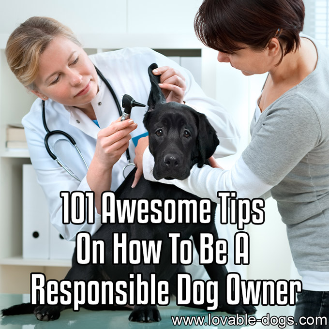101 Awesome Tips On How To Be A Responsible Dog Owne-WP
