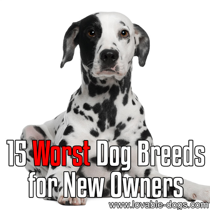 15 Worst Dog Breeds for New Owners - WP