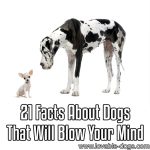 21 Facts About Dogs That Will Blow Your Mind
