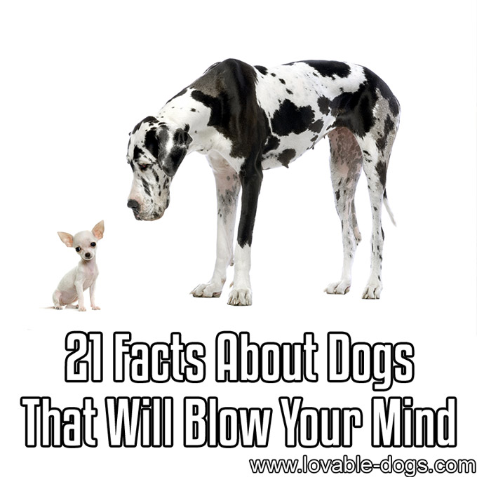 21 Facts About Dogs That Will Blow Your Mind - WP