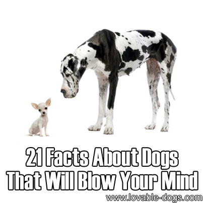 21 Facts About Dogs That Will Blow Your Mind