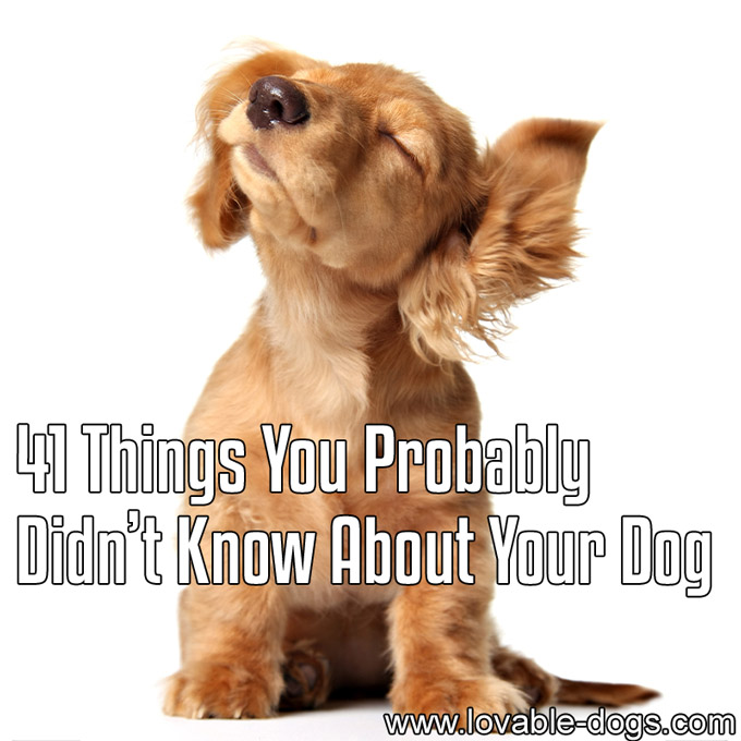 41 Things You Probably Didn’t Know About Your Dog - WP