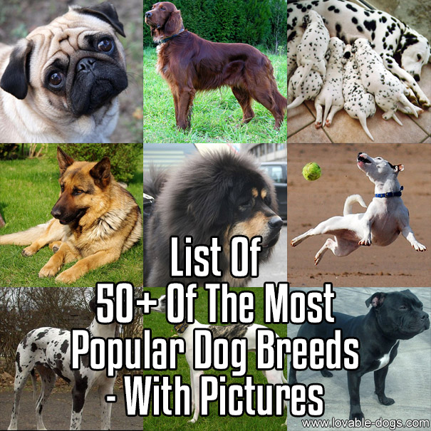 50+ Of The World's Most Popular Dog Breeds - With Pictures - WP