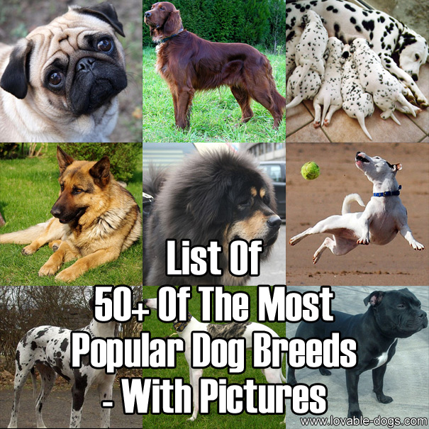 50+ Of The World's Most Popular Dog Breeds - With Pictures