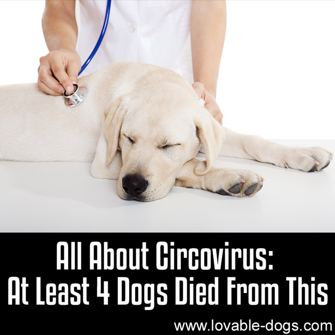 All About Circovirus- At Least 4 Dogs Died From This - WP