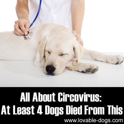 All About Circovirus- At Least 4 Dogs Died From This
