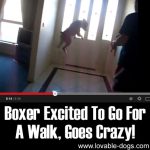 Boxer Excited To Go For A Walk, Goes Crazy!
