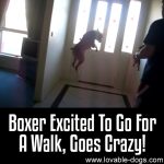 Boxer Excited To Go For A Walk, Goes Crazy!