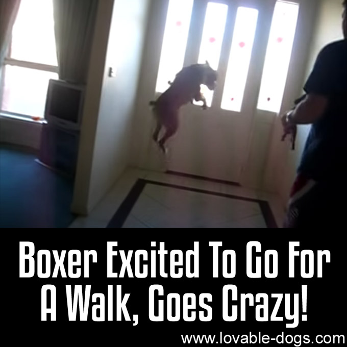 Boxer Excited To Go For A Walk, Goes Crazy - WP