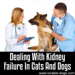Dealing With Kidney Failure In Cats And Dogs