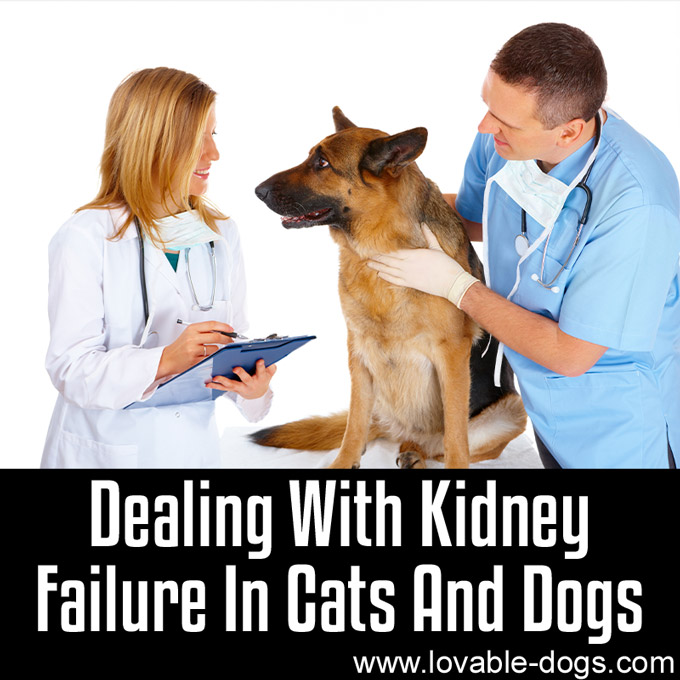 Dealing With Kidney Failure In Cats And Dogs - WP