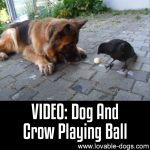 VIDEO: Dog And Crow Playing Ball