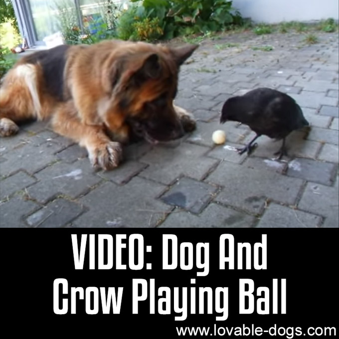 Dog And Crow Playing Ball - WP