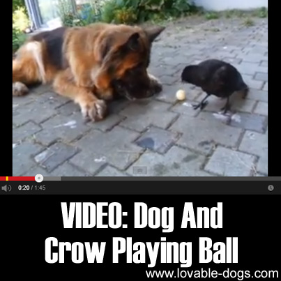 Dog And Crow Playing Ball