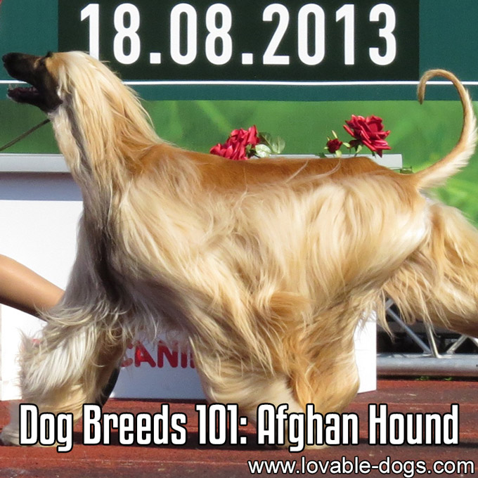 Dog Breeds 101 - Afghan Hound - WP