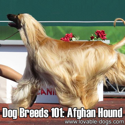 Dog Breeds 101 - Afghan Hound