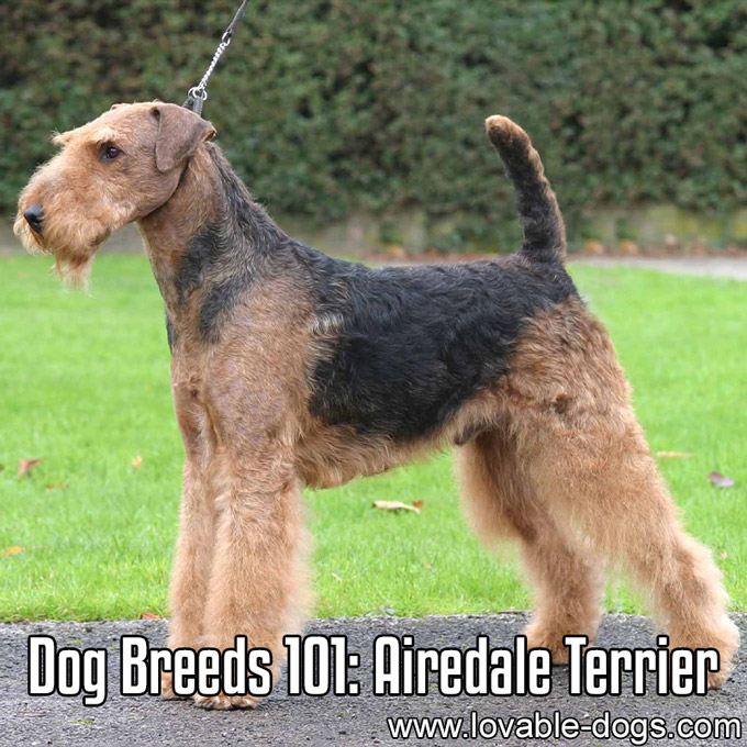 Dog Breeds 101 - Airedale Terrier - WP