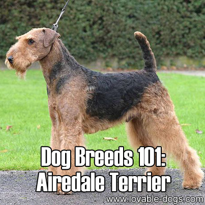 Dog Breeds 101 - Airedale Terrier