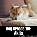 Dog Breeds 101: Akita