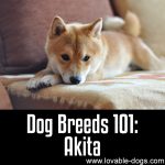 Dog Breeds 101: Akita