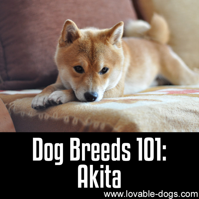Dog Breeds 101 - Akita - WP