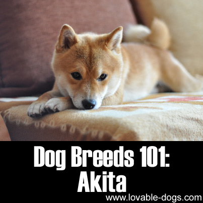 Dog Breeds 101 - Akita
