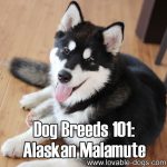 Dog Breeds 101: Alaskan Malamute