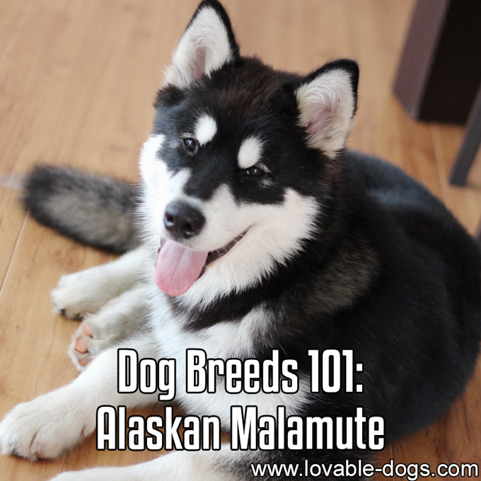Dog Breeds 101 - Alaskan Malamute - WP