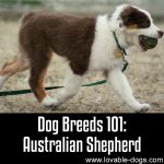 Dog Breeds 101: Australian Shepherd
