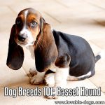 Dog Breeds 101: Basset Hound
