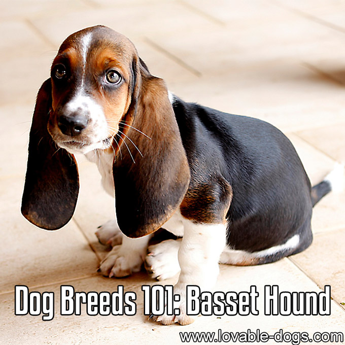 Dog Breeds 101 - Basset Hound - WP