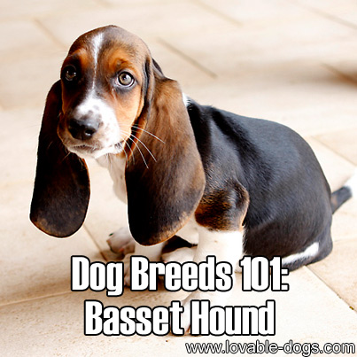 Dog Breeds 101 - Basset Hound