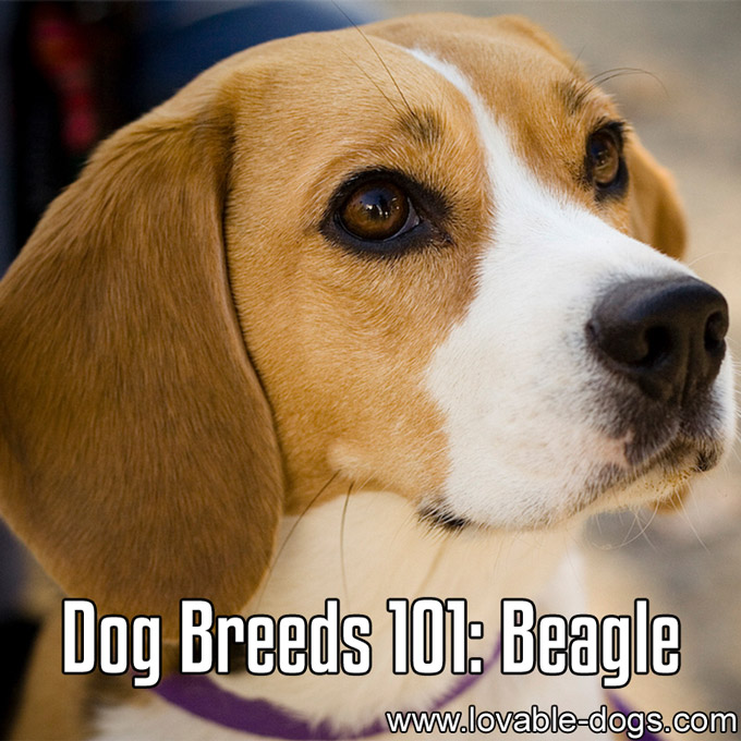 Dog Breeds 101 - Beagle - WP