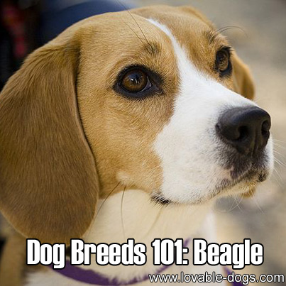 Dog Breeds 101 - Beagle
