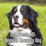 Dog Breeds 101: Bernese Mountain Dog