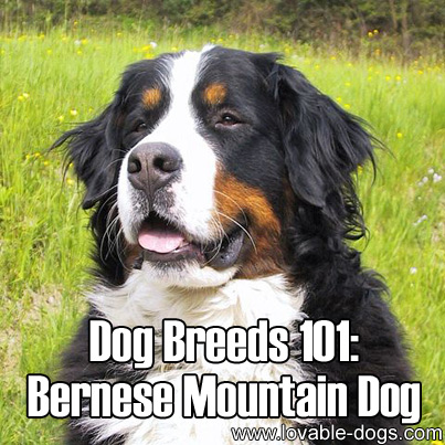 Dog Breeds 101 - Bernese Mountain Dog